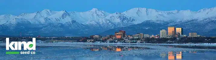 Marijuana Seeds For Sale in Alaska