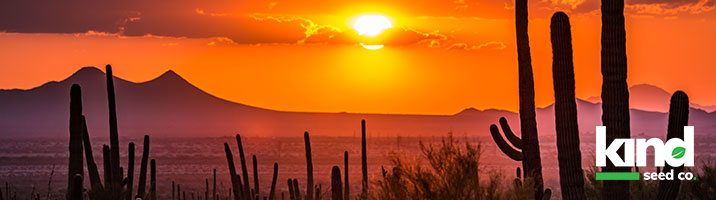 buy cannabis seeds in Arizona from Kind Seed Co