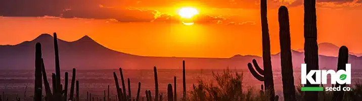 Marijuana Seeds For Sale in Arizona