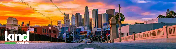 Marijuana Seeds For Sale in California