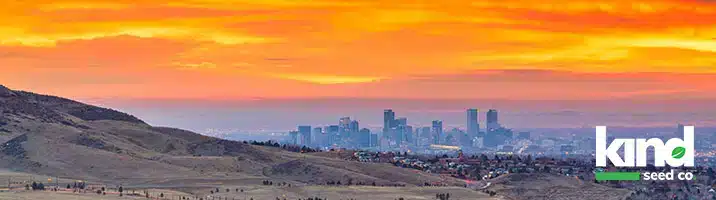 Marijuana Seeds For Sale in Colorado