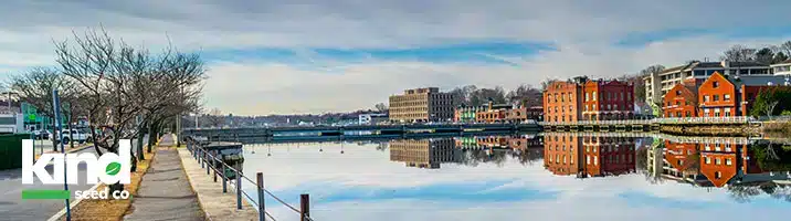 Marijuana Seeds For Sale in Connecticut