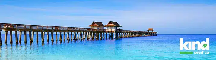 Marijuana Seeds For Sale in Florida