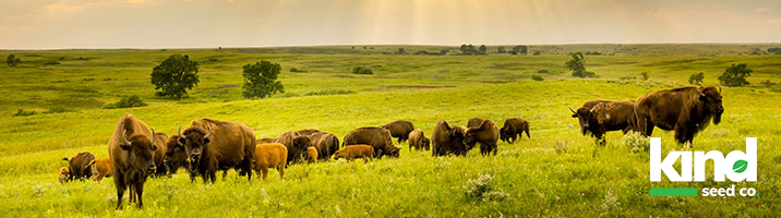 Herd in grass and Kind Seed Co logo