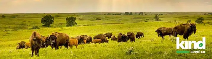 Marijuana Seeds For Sale in Kansas