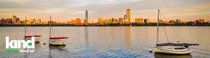 Marijuana Seeds For Sale in Massachusetts