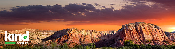 Buy Marijuana Seeds Online In New Mexico