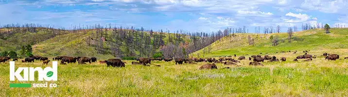 Marijuana Seeds For Sale in North Dakota