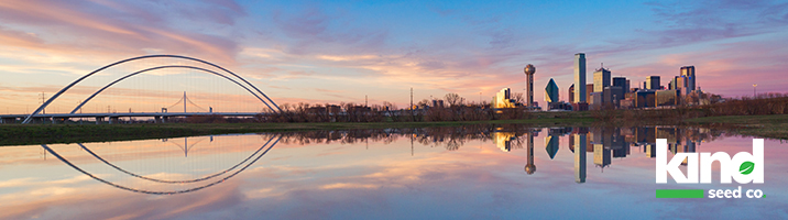 Marijuana Seeds For Sale in