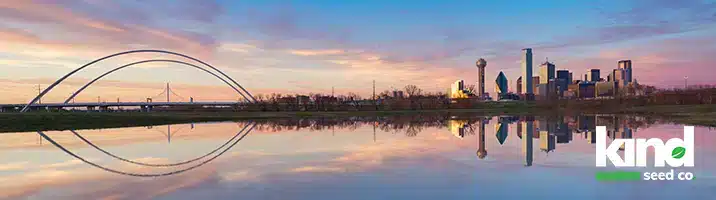 Marijuana Seeds For Sale in Texas