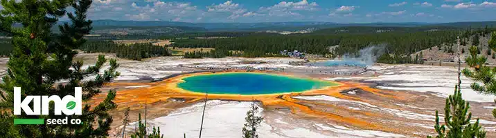 Marijuana Seeds for Sale in Wyoming