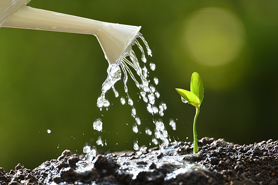 Moisture Management - A Comprehensive Guide to Overwatering and Cannabis Growth