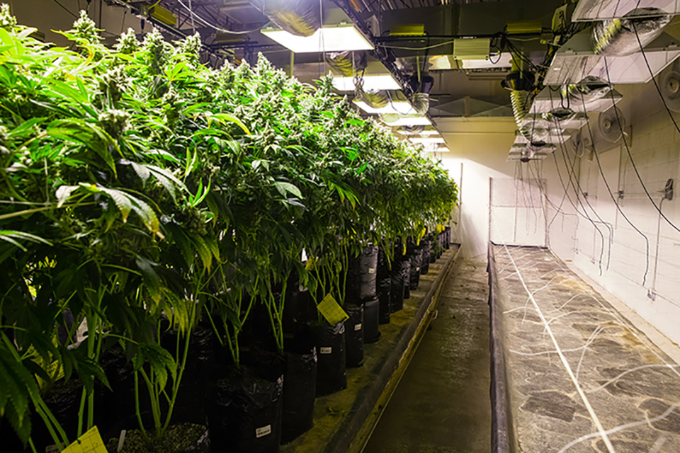 Optimize Your Grow Room With 6 Smart Techs