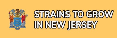 Strains to Grow In New Jersey