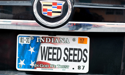 Gallery about brand Weed Seeds Usa