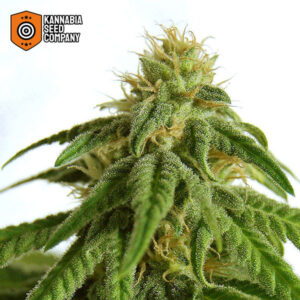 Afrodite Kannabia Feminized Seed Company