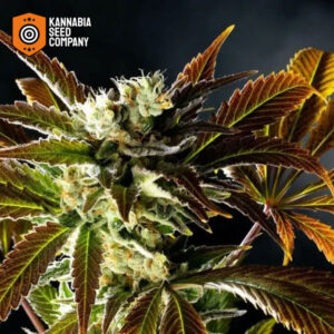 Amnesi-K Haze Feminized Kannabia Seed Company