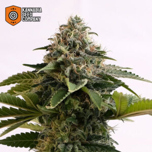 Amnesia Dream XL Autoflower Kannabia Seed Company