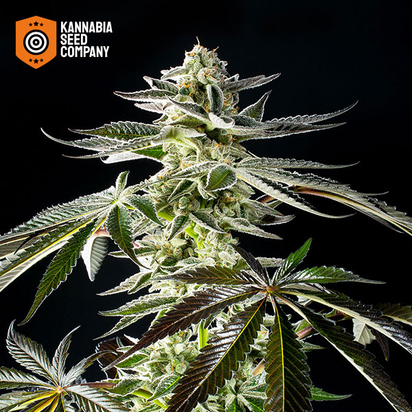 Apple & Bananas Feminized Kannabia Seed Company