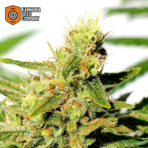 BCN Diesel CBD Feminized Kannabia Seed Company