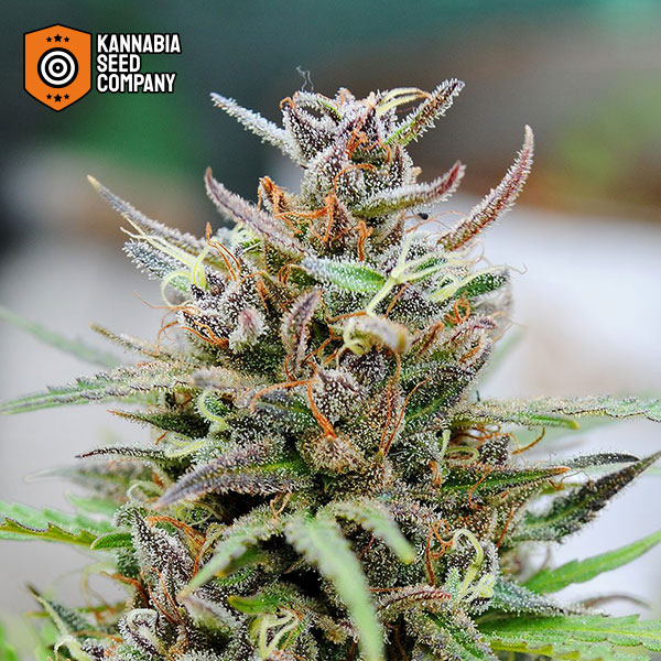 Baby Boom Autoflower Kannabia Seed Company