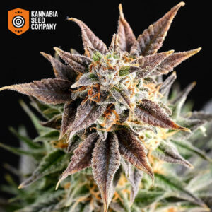 Big Band Feminized Kannabia Seed Company