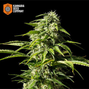 Big Bull Feminized Kannabia Seed Company