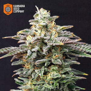 Cherry Dream Feminized Kannabia Seed Company