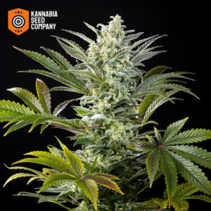 Clementine Slush Feminized Kannabia Seed Company