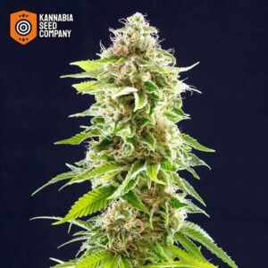 Cookies Haze Feminized Kannabia Seed Company