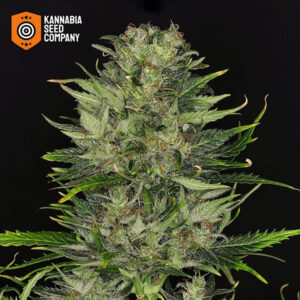 Dosidos Autoflower Kannabia Seed Company