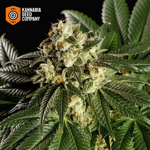 Dream Sherbet Feminized Kannabia Seed Company