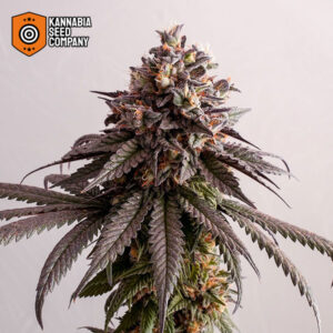 Gelato-K Feminized Kannabia Seed Company