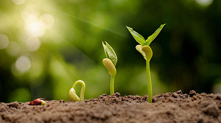 Germinating