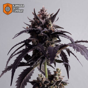 Ginger Punch Autoflower Kannabia Seed Company
