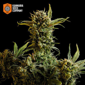 Gnomo Autoflower Kannabia Seed Company
