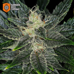 Gorilla King Autoflower Kannabia Seed Company