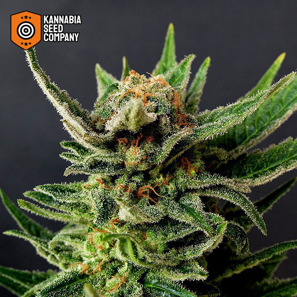 Gypsy Kush Feminized Kannabia Seed Company