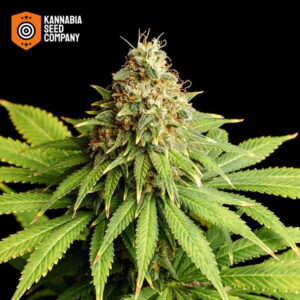 Hellfire OG Feminized Kannabia Seed Company