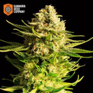 Indica Cream Feminized Kannabia Seed Company