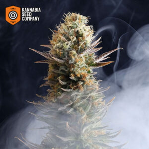 Kaboom Feminized Kannabia Seed Company
