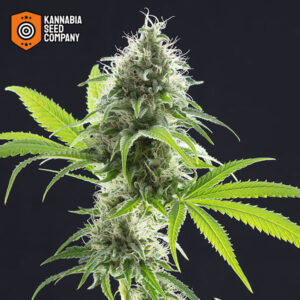 Kama Kush CBD Feminized Kannabia Seed Company