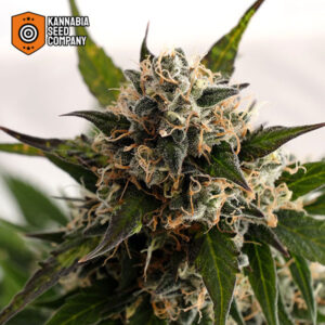 Kickass Autoflower Kannabia Seed Company