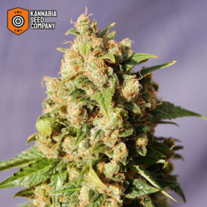 Kiss Feminized Kannabia Seed Company