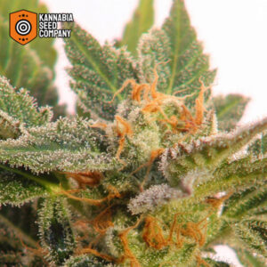 Kritic Autoflower Kannabia Seed Company