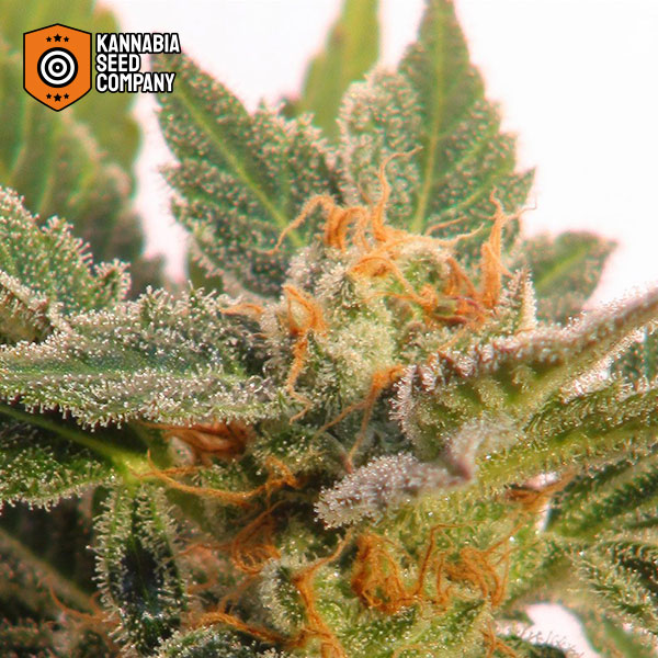 Kritic Autoflower Kannabia Seed Company