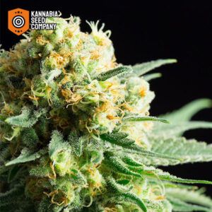 Kritikal-K Feminized Kannabia Seed Company
