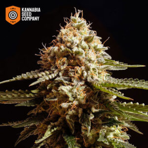 La Blanca Feminized Kannabia Seed Company