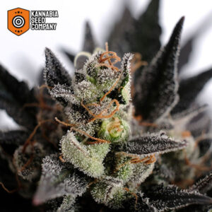 Lemon Haze Autoflower Kannabia Seed Company