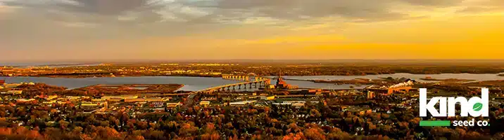 Marijuana Seeds For Sale in Minnesota